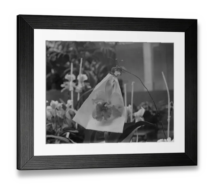 Framed Print : Orchid perfections, shown at the Royal Horticultural Hall, Vincent square Framed Print : Orchid perfections, shown at the Royal Horticultural Hall, Vincent square