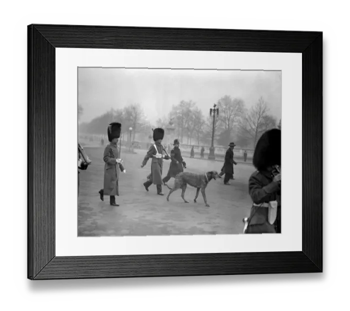 Framed Print : Irish Guards Mascot jumps from car to follow the Colours. Feb 23rd 1932 Framed Print : Irish Guards Mascot jumps from car to follow the Colours. Feb 23rd 1932