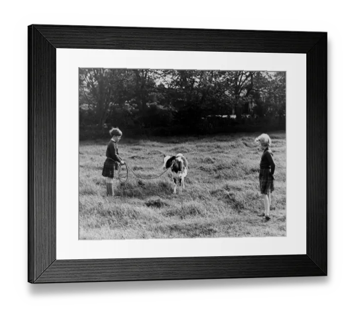 Framed Print : Prince Charles takes charge of an Ayrshire calf watched by Princess Anne, when Framed Print : Prince Charles takes charge of an Ayrshire calf watched by Princess Anne, when