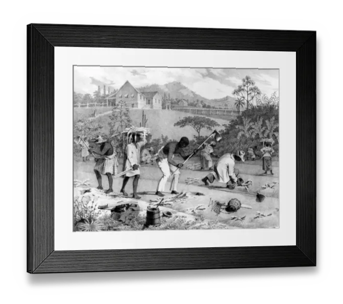 Framed Print : R. Bridges: W. India Survey. Royal Commonweath Society Framed Print : R. Bridges: W. India Survey. Royal Commonweath Society