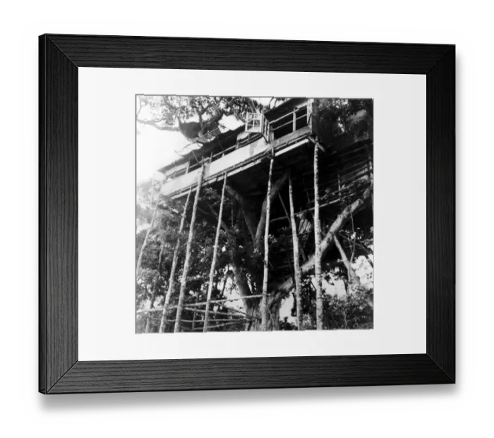 Framed Print : Royal Visitors to Stay at Treetops House The famous Treetops House where Princess Elizabeth Framed Print : Royal Visitors to Stay at Treetops House The famous Treetops House where Princess Elizabeth