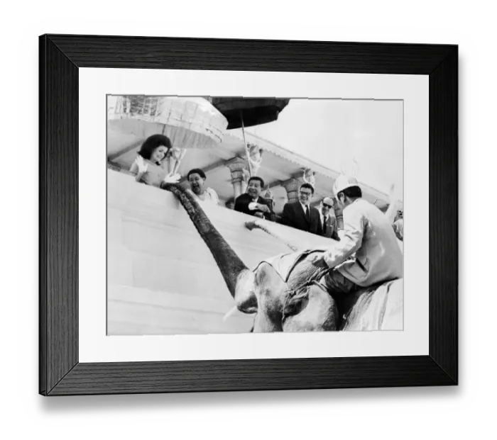 Framed Print : Phnom Penh : Mrs John. F. Kennedy gleefully feeds a Royal Elephant at the Khemarin
