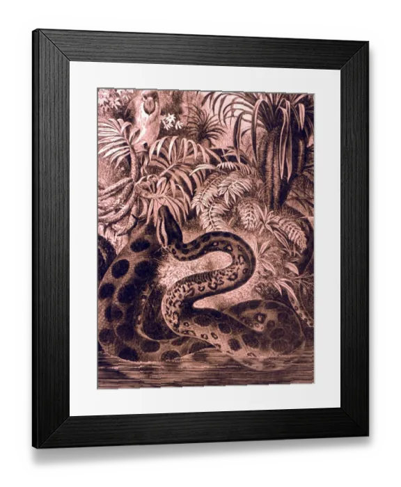 Framed Print : MONSTERS - GIANT ANACONDA Giant anaconda in the swamp water of the Amazon. From Framed Print : MONSTERS - GIANT ANACONDA Giant anaconda in the swamp water of the Amazon. From
