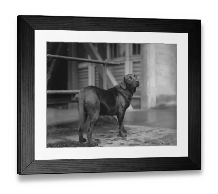 Framed Print : His Majestys black retriever Sandringham Stow Taken at Crystal Palace, April 14th 1932 Framed Print : His Majestys black retriever Sandringham Stow Taken at Crystal Palace, April 14th 1932
