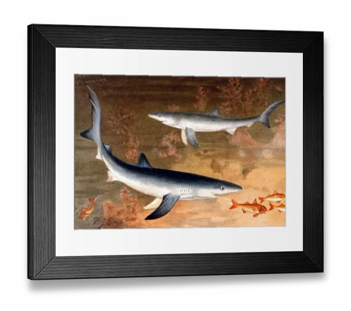 Framed Print : MONSTERS - The Blue Shark. From the 1896 edition of P L Scalters The Royal Natural Framed Print : MONSTERS - The Blue Shark. From the 1896 edition of P L Scalters The Royal Natural