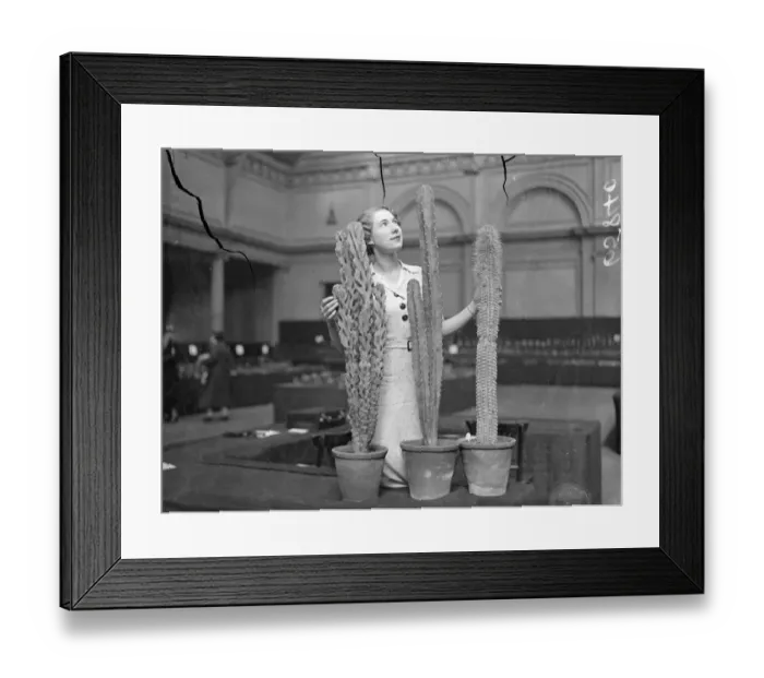 Framed Print : The cactus comes ingtio its own!. Many varities at London exhibition. Cacti have Framed Print : The cactus comes ingtio its own!. Many varities at London exhibition. Cacti have