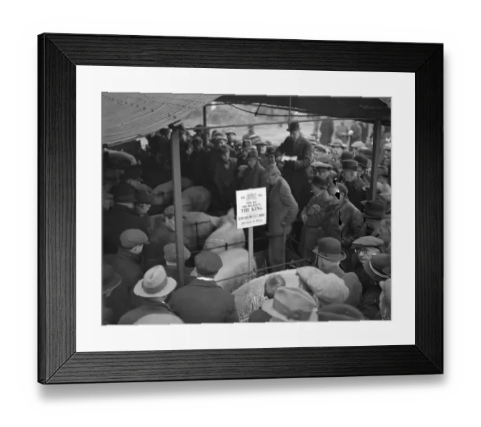 Framed Print : Kings livestock auctioned at Slough christmas show. Pet stock from the Royal Framed Print : Kings livestock auctioned at Slough christmas show. Pet stock from the Royal