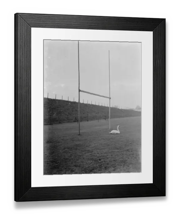 Framed Print : A swan sits between the rugby posts of a flooded rugby pitch. 1937 Framed Print : A swan sits between the rugby posts of a flooded rugby pitch. 1937