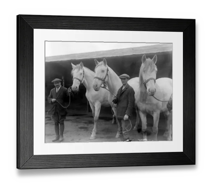 Framed Print : The Royal Creams at Arborfield Remount Deport Kaiserin, Margaret and Union. 6 October Framed Print : The Royal Creams at Arborfield Remount Deport Kaiserin, Margaret and Union. 6 October