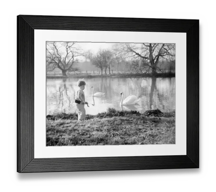 Framed Print : A young boy watches swans swim along the river from the riverbank. 1938 Framed Print : A young boy watches swans swim along the river from the riverbank. 1938