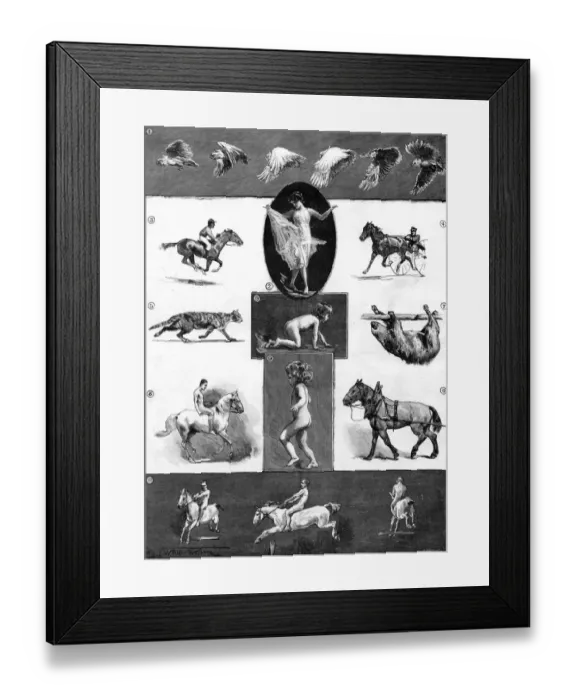 Framed Print : Mr Muybridge his instantaneous photographs of animal motion at the Royal Society Framed Print : Mr Muybridge his instantaneous photographs of animal motion at the Royal Society