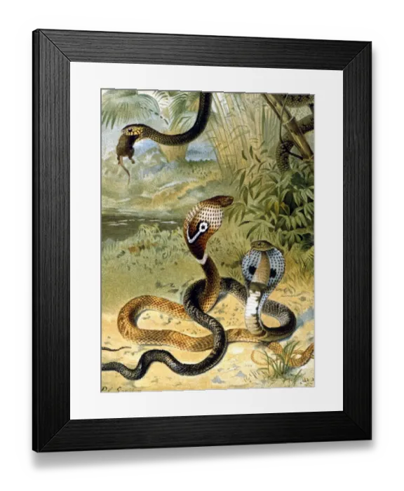 Framed Print : Snakes Cobras and a rat-snake. Chromolithograph by Smit, from the 1896 edition Framed Print : Snakes Cobras and a rat-snake. Chromolithograph by Smit, from the 1896 edition