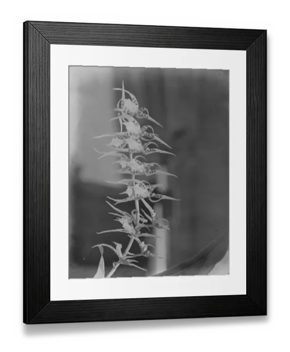 Framed Print : Orchid perfections, shown at the Royal Horticultural Hall, Vincent square. A Framed Print : Orchid perfections, shown at the Royal Horticultural Hall, Vincent square. A