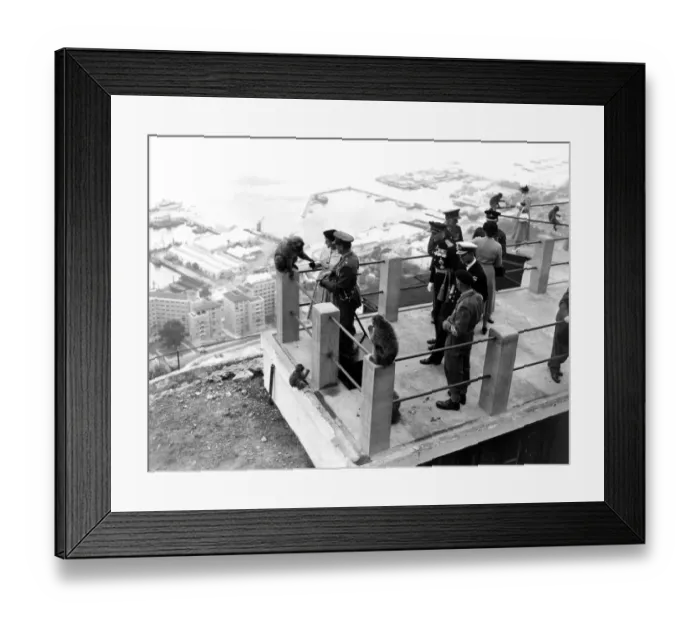 Framed Print : A barbary ape being fed by Queen Elizabeth II during her visit to Gibraltar. Duke Framed Print : A barbary ape being fed by Queen Elizabeth II during her visit to Gibraltar. Duke