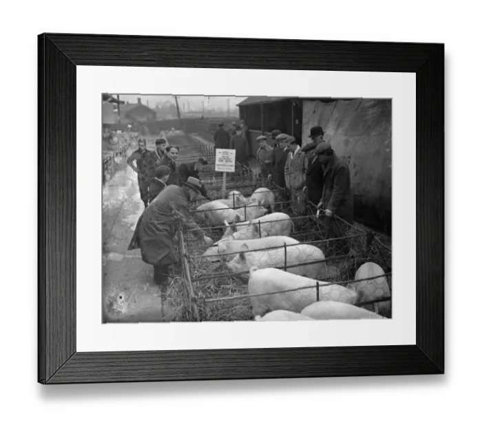 Framed Print : Kings livestock auctioned at Slough christmas show. Pet stock from the Royal Framed Print : Kings livestock auctioned at Slough christmas show. Pet stock from the Royal
