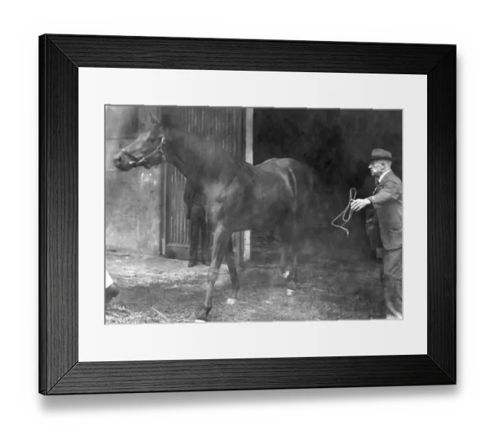 Framed Print : Nasrullah, well known stud horse has recently been bought from Mr J. McGrath Framed Print : Nasrullah, well known stud horse has recently been bought from Mr J. McGrath