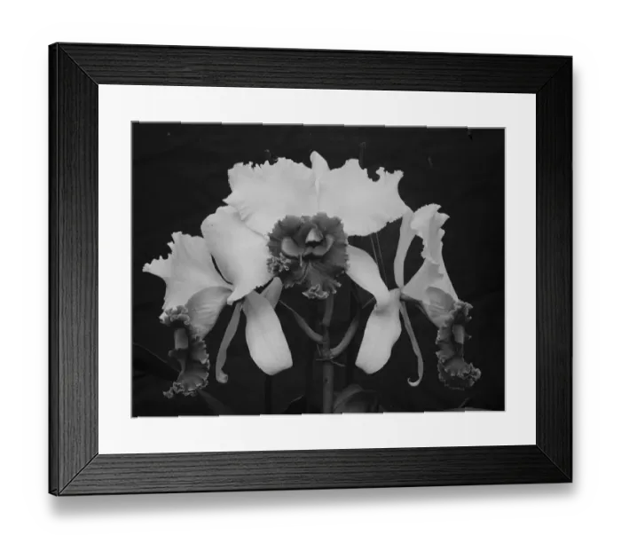 Framed Print : Orchid perfections, shown at the Royal Horticultural Hall, Vincent square Framed Print : Orchid perfections, shown at the Royal Horticultural Hall, Vincent square