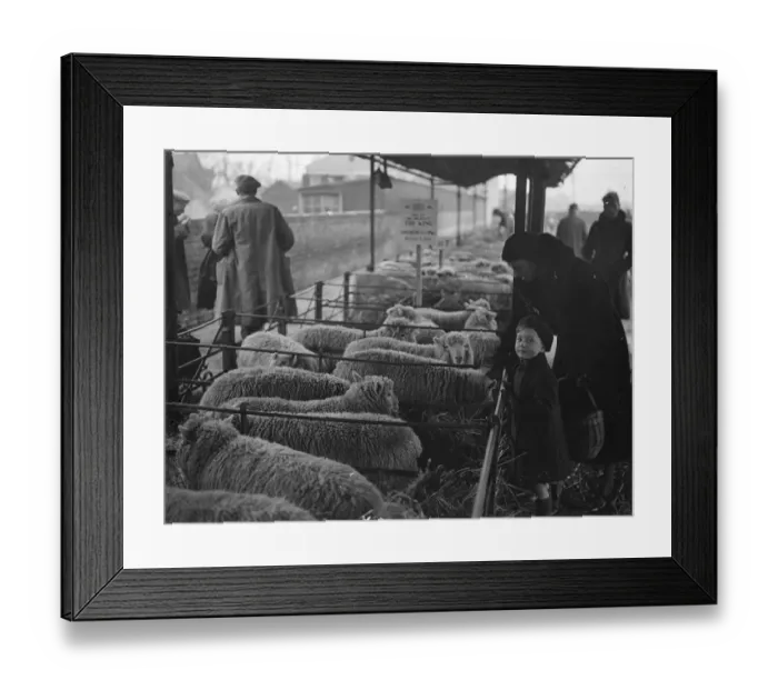 Framed Print : Kings livestock auctioned at Slough christmas show. Pet stock from the Royal Framed Print : Kings livestock auctioned at Slough christmas show. Pet stock from the Royal