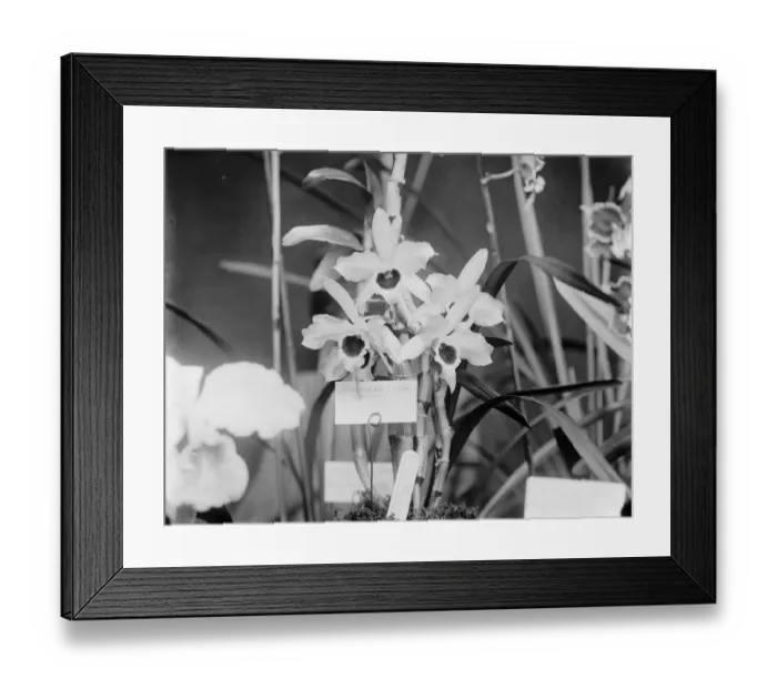 Framed Print : Beautiful orchids at the Royal Horicultural show at Westminster. A spray of Denardrums Framed Print : Beautiful orchids at the Royal Horicultural show at Westminster. A spray of Denardrums