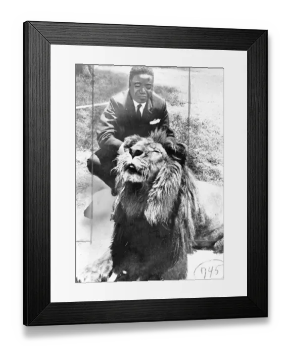 Framed Print : Congo Premier Moise Tshombe playing with a tame lion in the Royal Gardens of Emperor Framed Print : Congo Premier Moise Tshombe playing with a tame lion in the Royal Gardens of Emperor