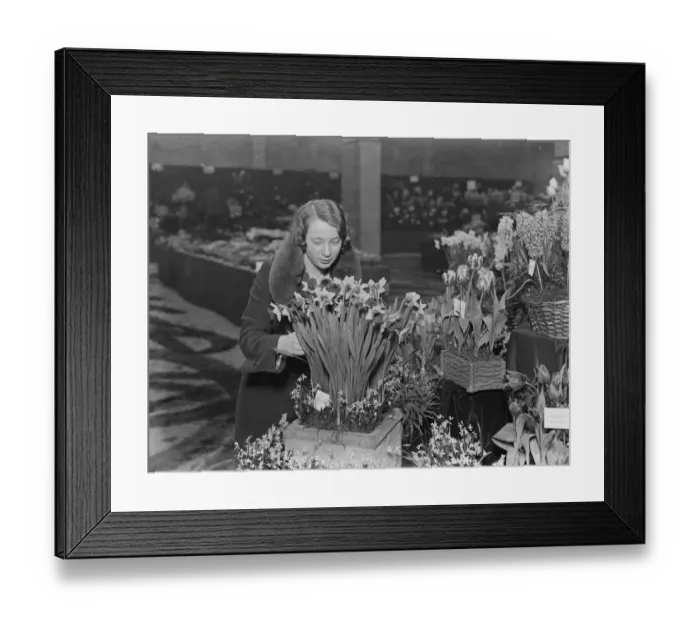 Framed Print : Daffodils at Royal Horticultural society show. Some of the fine Victoria Daffodils Framed Print : Daffodils at Royal Horticultural society show. Some of the fine Victoria Daffodils