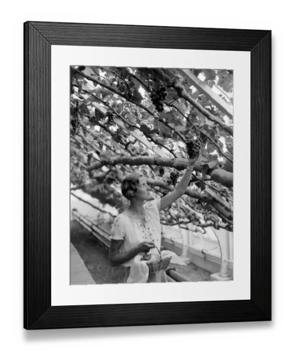 Framed Print : Gathering the crop from the Royal Vine at Hampton Court, The proceeds of the sale