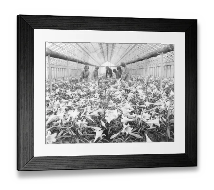Framed Print : Lilies for Princess Marinas wedding bouquet, grown in Hampton by the Worshipful Framed Print : Lilies for Princess Marinas wedding bouquet, grown in Hampton by the Worshipful