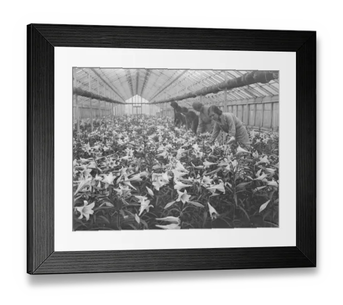Framed Print : Lilies for Princess Marinas wedding bouquet, grown in Hampton by the Worshipful Framed Print : Lilies for Princess Marinas wedding bouquet, grown in Hampton by the Worshipful