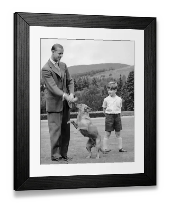 Framed Print : Prince Charles looks on as the Duke of Edinburghs dog Candy plays with his master Framed Print : Prince Charles looks on as the Duke of Edinburghs dog Candy plays with his master