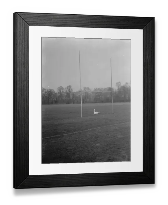 Framed Print : A swan sits between the rugby posts of a flooded rugby pitch. 1937 Framed Print : A swan sits between the rugby posts of a flooded rugby pitch. 1937