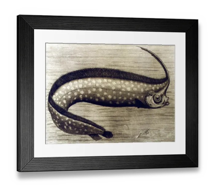 Framed Print : UNICORN The Unicorn Fish. From the 1896 edition of P L Scalters The Royal Natural
