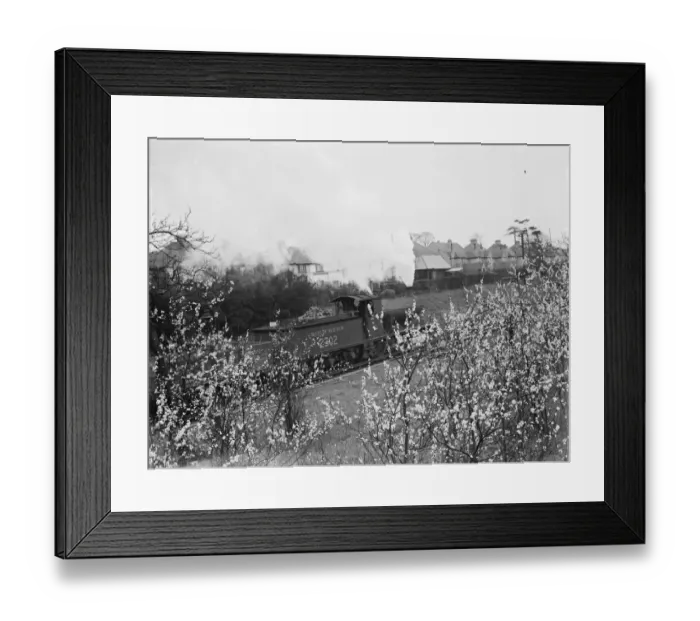 Framed Print : Plum blossom growing by a railway line. 1937