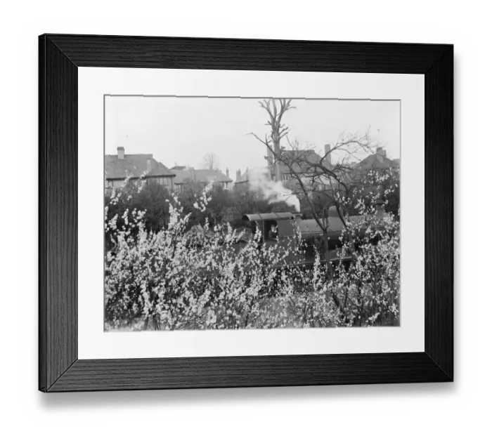 Framed Print : Plum blossom growing by a railway line. 1937