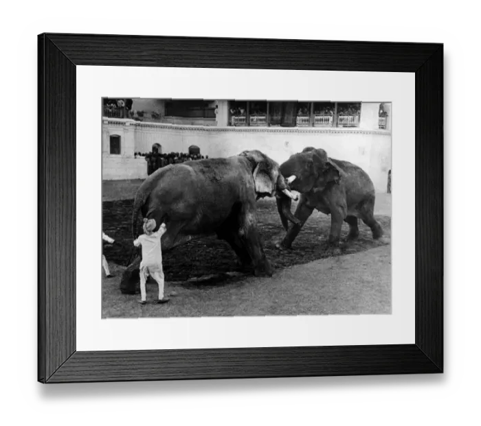 Framed Print : Elephant fighting during the Maharajah of Barodas birthday 21 January 1948