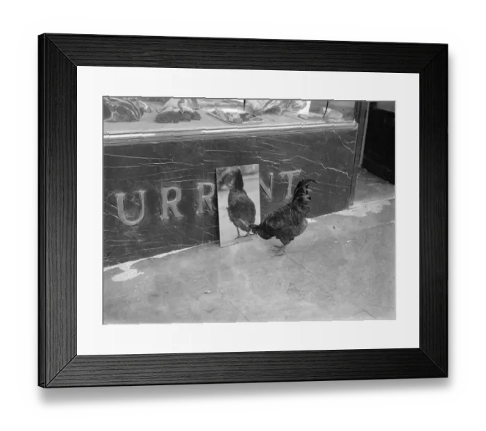 Framed Print : Cock that charmed a butcher, is the enemy of all dogs Framed Print : Cock that charmed a butcher, is the enemy of all dogs
