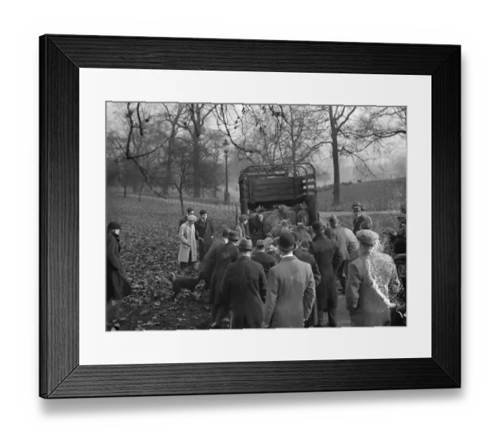 Framed Print : Not a merry christmas for the Hyde Park sheep