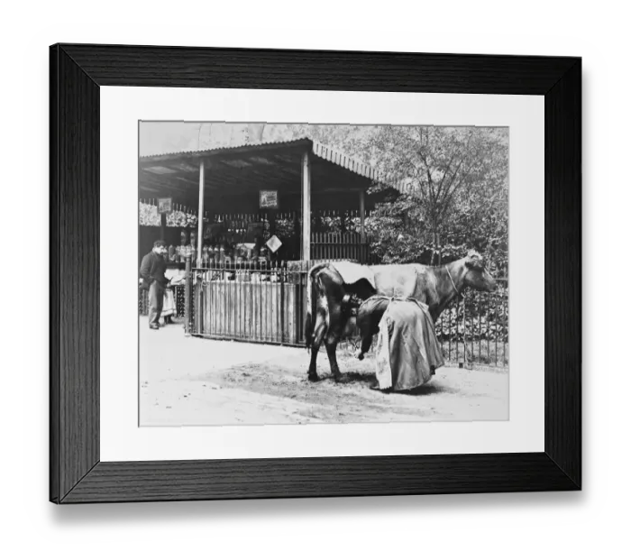 Framed Print : A woman milks a cow into a bottle for a drink at an early milk bar which was also a sweet stall Framed Print : A woman milks a cow into a bottle for a drink at an early milk bar which was also a sweet stall