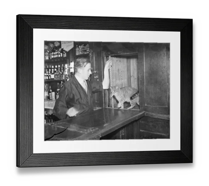 Framed Print : Cat in dumbwaiter at public house in Bellingham, London. 1939