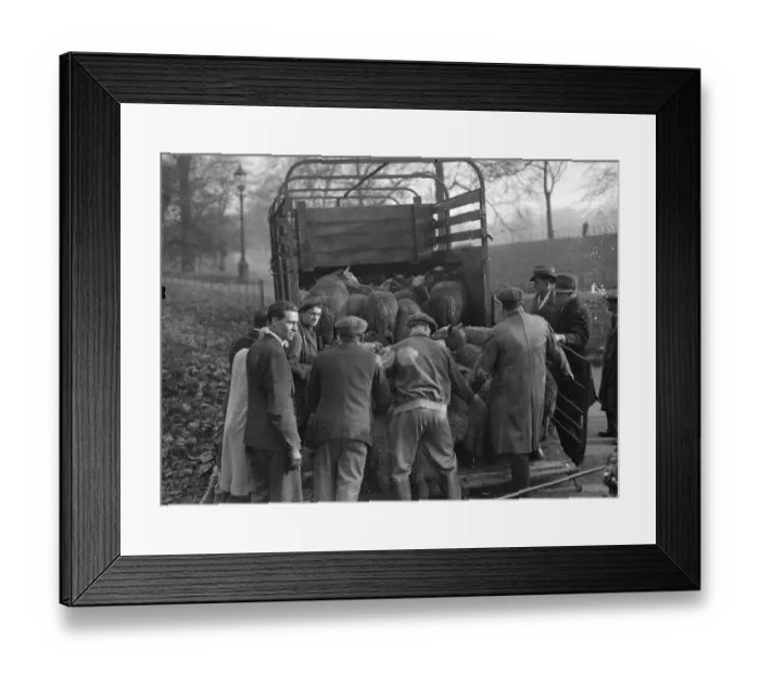 Framed Print : Not a merry christmas for the Hyde Park sheep