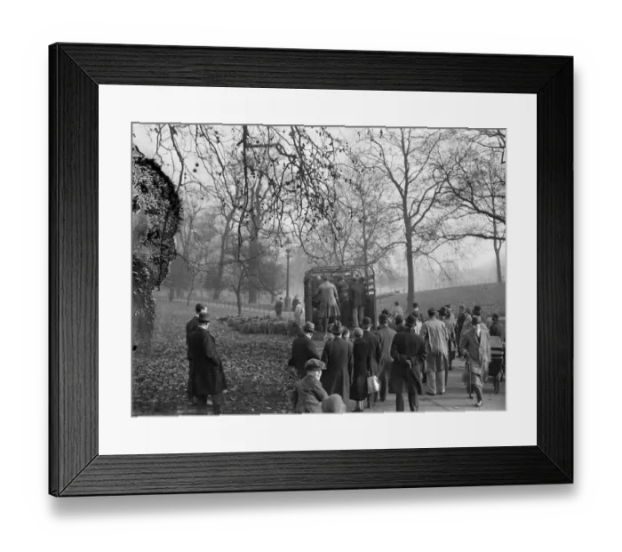 Framed Print : Not a merry christmas for the Hyde Park sheep
