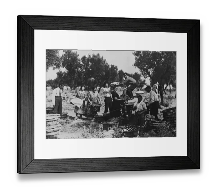 Framed Print : Gathering fruit for the wine harvest in Spain in province of Navarra Framed Print : Gathering fruit for the wine harvest in Spain in province of Navarra