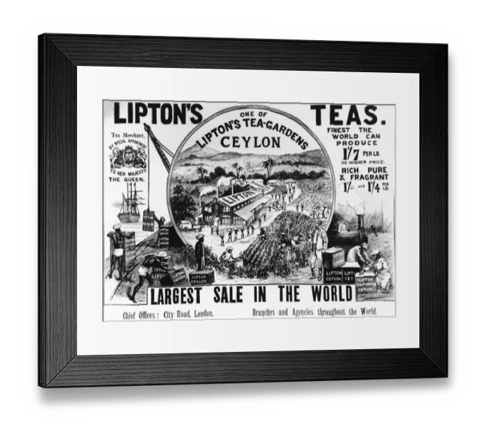 Framed Print : Advertisement for Lipton Tea 1896 Framed Print : Advertisement for Lipton Tea 1896