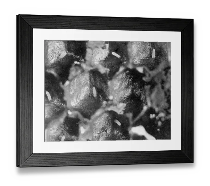 Framed Print : The Queens Eggs : Legs as pollen carriers : the making of combs : Bees Framed Print : The Queens Eggs : Legs as pollen carriers : the making of combs : Bees