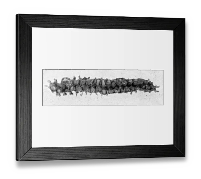 Framed Print : The Queens Eggs : Legs as pollen carriers : the making of combs : Bees Framed Print : The Queens Eggs : Legs as pollen carriers : the making of combs : Bees