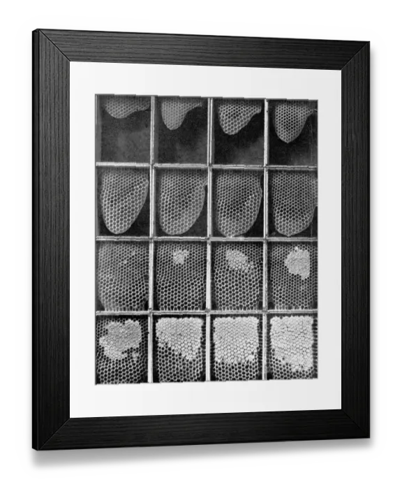 Framed Print : The Queens Eggs : Legs as pollen carriers : the making of combs : Bees Framed Print : The Queens Eggs : Legs as pollen carriers : the making of combs : Bees