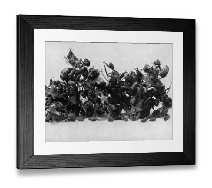 Framed Print : The Queens Eggs : Legs as pollen carriers : the making of combs : Bees Framed Print : The Queens Eggs : Legs as pollen carriers : the making of combs : Bees