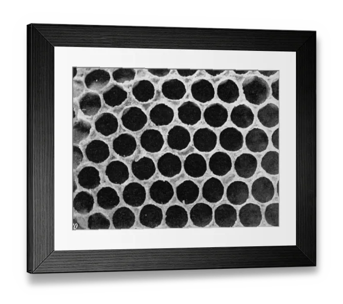 Framed Print : The Queens Eggs : Legs as pollen carriers : the making of combs : Bees Framed Print : The Queens Eggs : Legs as pollen carriers : the making of combs : Bees