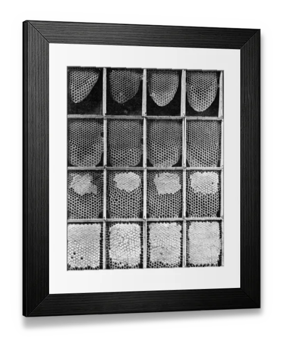 Framed Print : The Queens Eggs : Legs as pollen carriers : the making of combs : Bees Framed Print : The Queens Eggs : Legs as pollen carriers : the making of combs : Bees