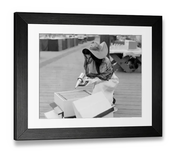 Framed Print : The National Show of Bees and Honey is in progress at the Crystal Palace in London Framed Print : The National Show of Bees and Honey is in progress at the Crystal Palace in London