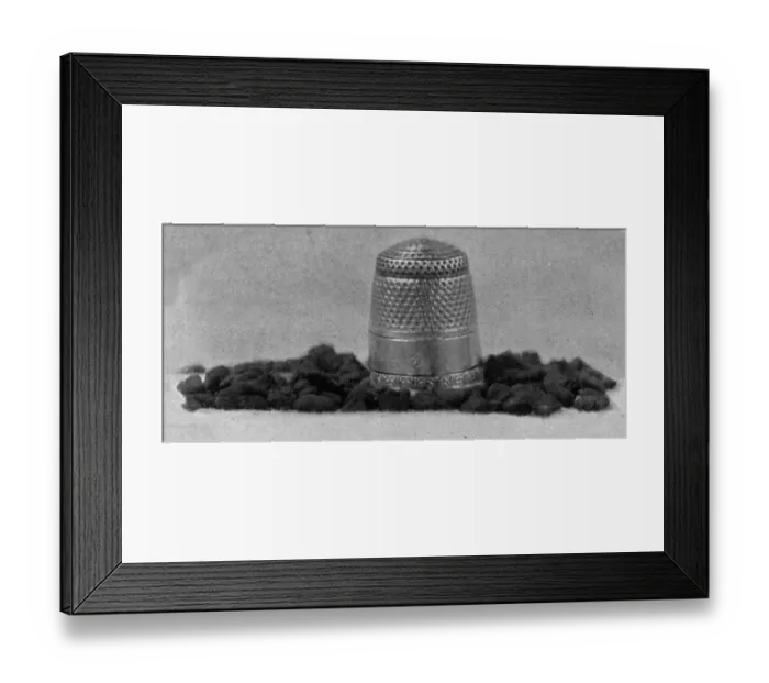Framed Print : The Queens Eggs : Legs as pollen carriers : the making of combs : Bees Framed Print : The Queens Eggs : Legs as pollen carriers : the making of combs : Bees